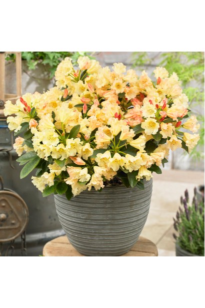 Квіти Рододендрон Саффрано у вазі